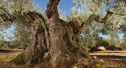 Inora Inmobiliaria Peñíscola