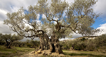 Inora Inmobiliaria Peñíscola